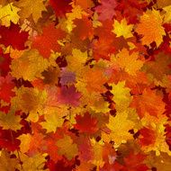 Autumn maple leaves seamless background N2