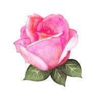 Watercolor pink rose flower with leaves N2