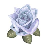 Watercolor blue rose flower with green leaves