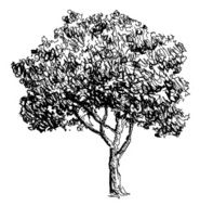 Tree sketch drawing illustration