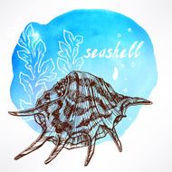 background with seaweed and shell - 3 N2