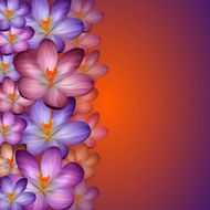 Crocus background N2