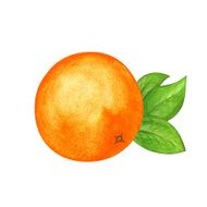 Watercolor orange and leafs isolated