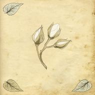 rose buds drawing