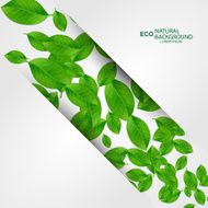 Nature background with green fresh leaves N7