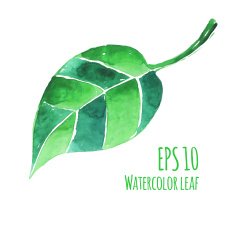 Watercolor leaf N6
