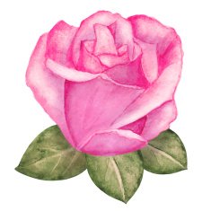 Watercolor pink rose flower bud with leaves