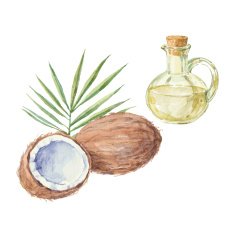 Coconut and a bottle of oil drawing by watercolor