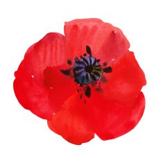 watercolor poppy N2