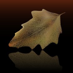 Autumn Leaf N14