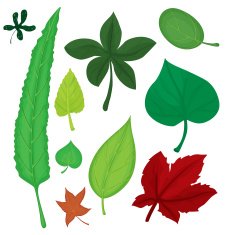 Leaves set N4