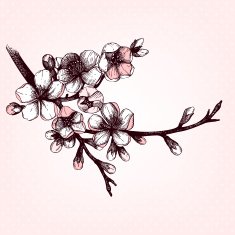 hand drawn blooming fruit tree twig illustration N2
