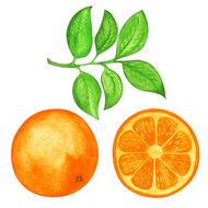 Watercolor set orange slice orange and leafs isolated