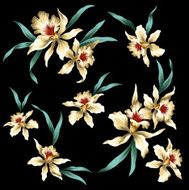 picture of Cattleya