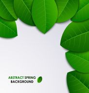 Abstract spring fresh background with green leaves