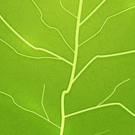 Vector fresh green leaf texture