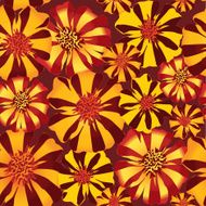 Abstract floral seamless background N11