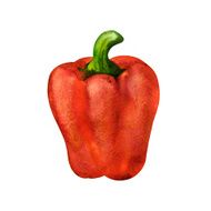 watercolor red bell pepper N2
