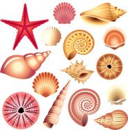 seashells isolated on white