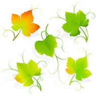 Grape Leaves Vector N2