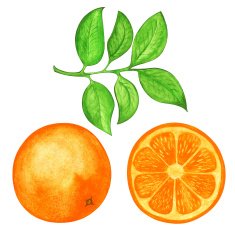 Watercolor set orange slice orange and leafs isolated