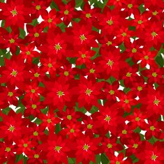 Christmas seamless background with red poinsettia flowers Vector illustration