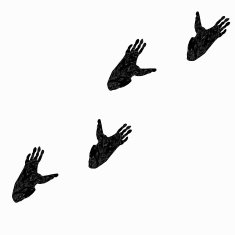 Pawprints of gorilla