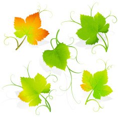 Grape Leaves Vector N2