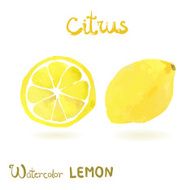 Watercolor isolated lemon whole and slice
