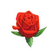 Watercolor bud red rose flower isolated on a white background