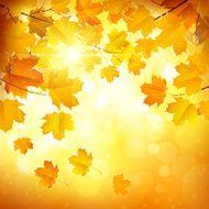 autumn leaves N153