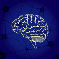 Brain N63