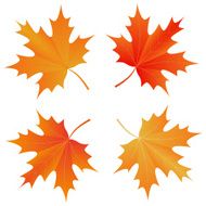 set of autumn maple leaf