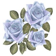 Watercolor blue roses flowers with green leaves N2