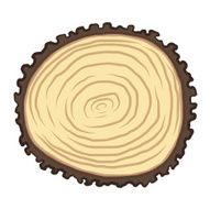 annual rings on wood bark