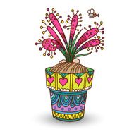 Drosera N2