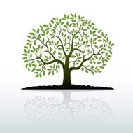 Color Oak Tree N2