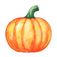 Watercolor vegetable pumpkin closeup isolated