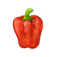 Watercolor vegetable bell pepper closeup isolated