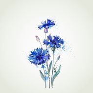 blue cornflowers