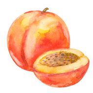 Watercolor peach fruit whole and slice closeup isolated