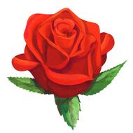Watercolor red rose flower with leaves N2