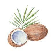 Coconut isolated on a white background Vector watercolor hand drawn illustration