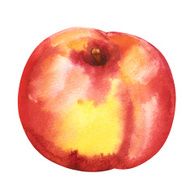 Watercolor peach fruit closeup isolated
