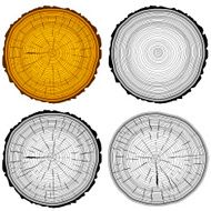 Set tree rings saw cut trunk background