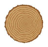 Cross section of tree stump N5