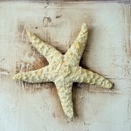 starfish artwork