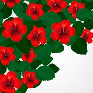 Floral design background Hibiscus flowers N6