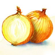 onion watercolor painting on white background N2