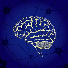 Brain N63